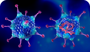 Normal copy of mutated gene inserted into the host cells through gene replacement therapy (augmentation therapy)