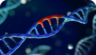 Gene variant corrected within the host DNA through gene editing, a type of gene therapy