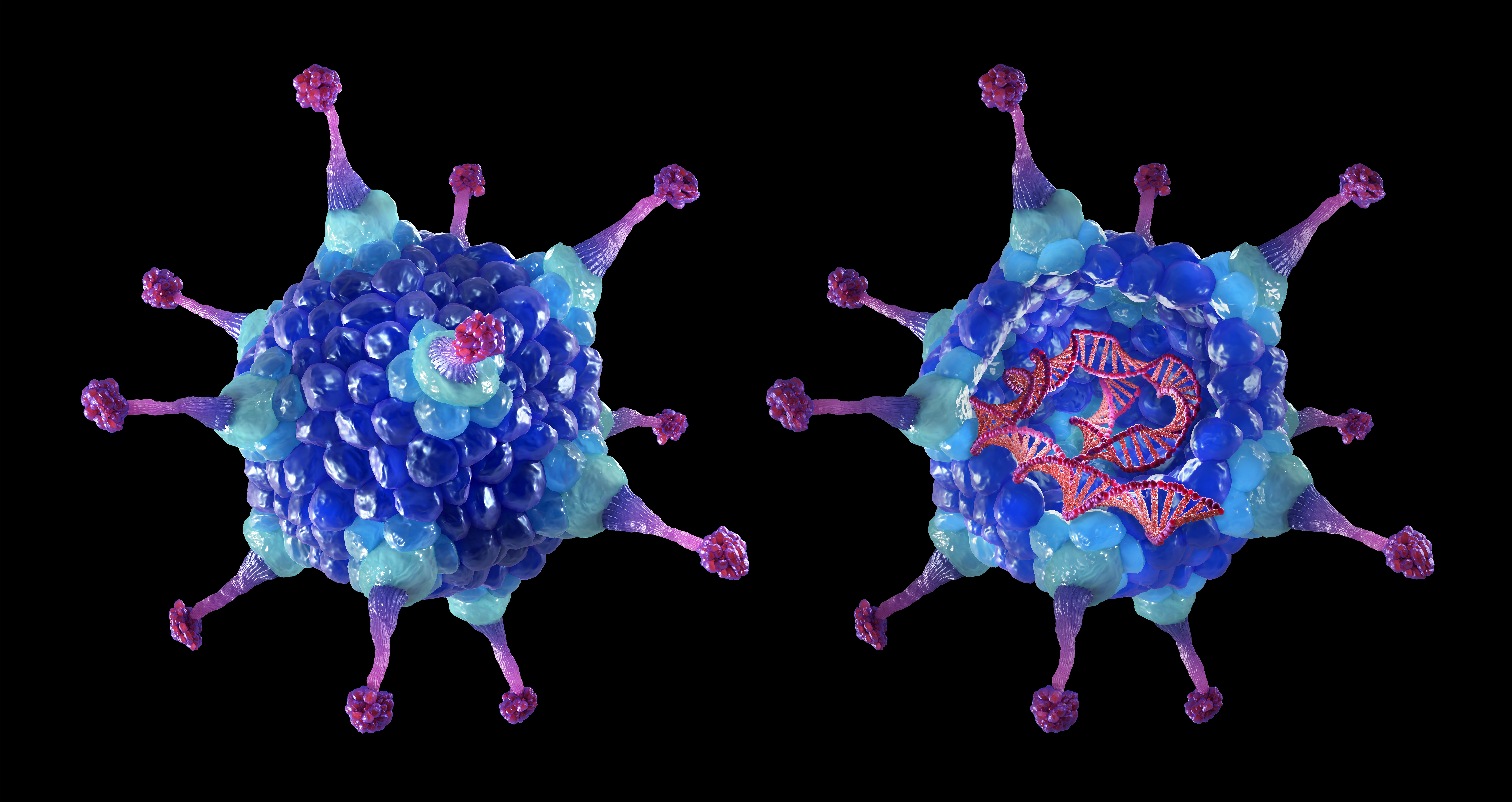 Normal copy of mutated gene inserted into the host cells through gene replacement therapy (augmentation therapy)