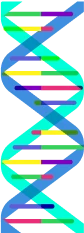 Deoxyribonucleic acid (DNA) gene illustration