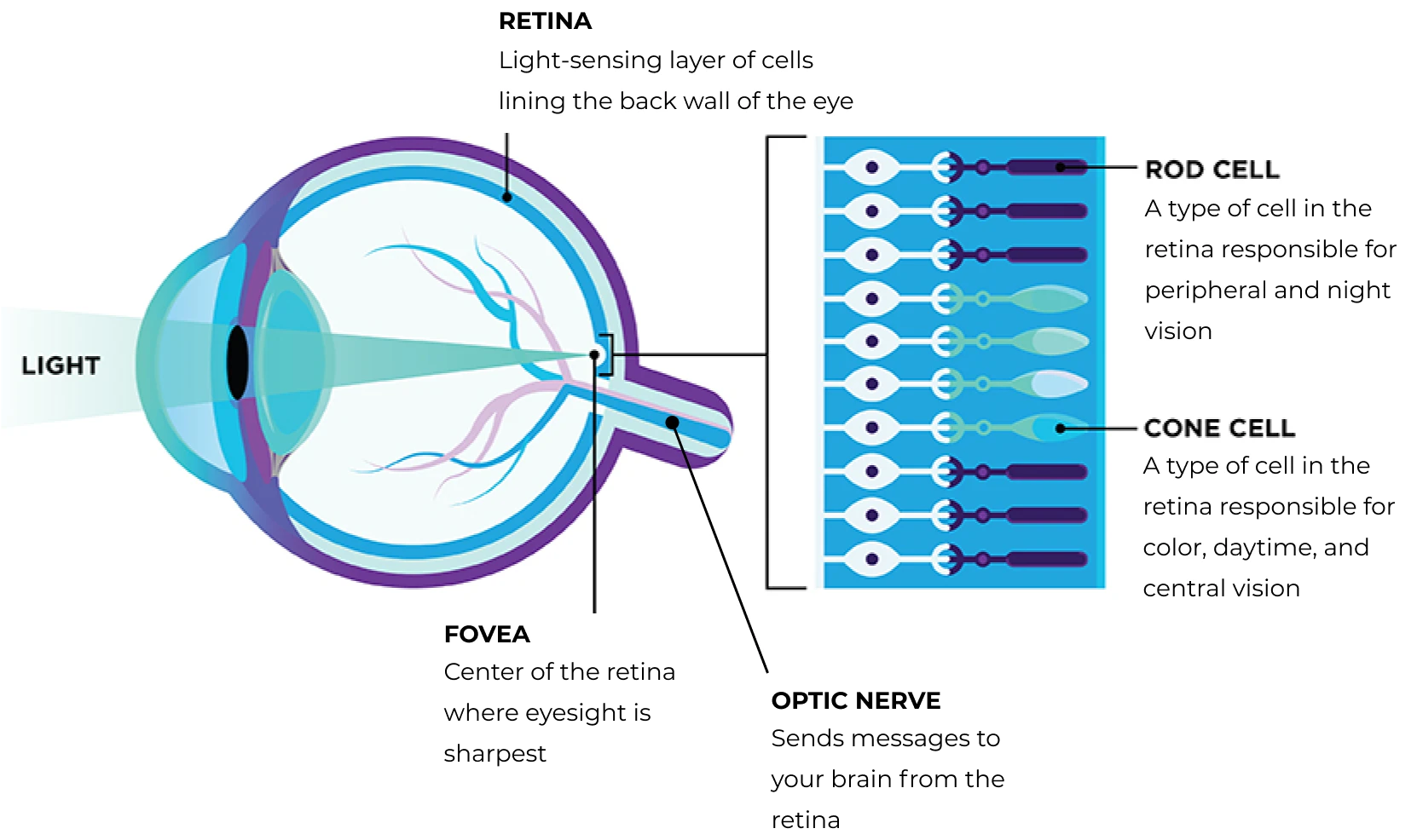 Model explaining the components that make a human eye