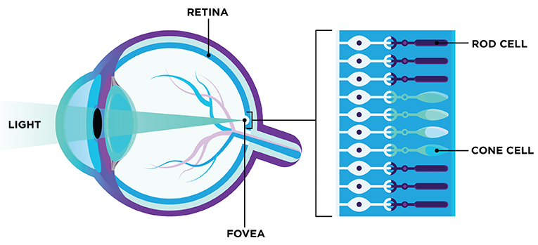 Image showing a side view of an eye with light coming in from the left with cones and rods at the back of the eye
